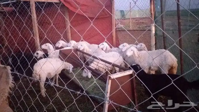 تيوس وطليان الخير 13