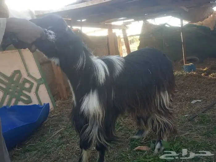 تيوس وطليان الخير 5