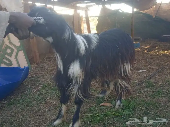 تيوس وطليان الخير 4