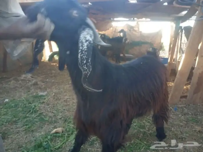 تيوس وطليان الخير 8