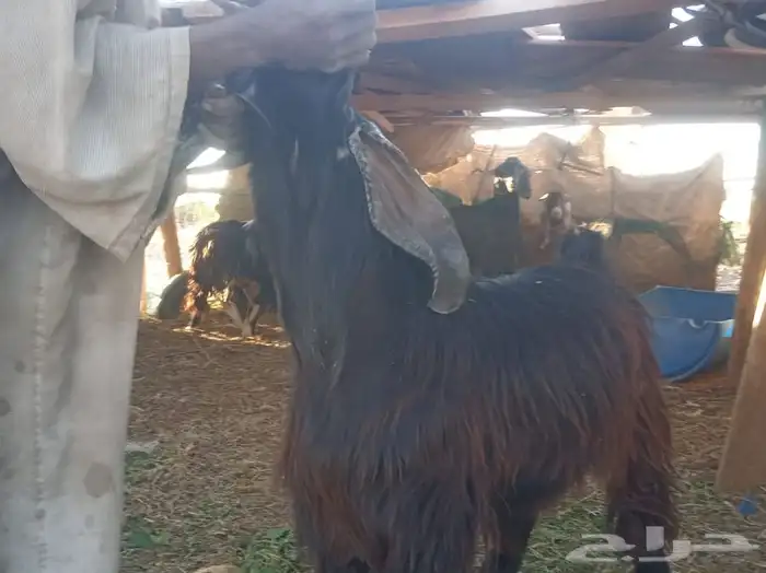 تيوس وطليان الخير 9