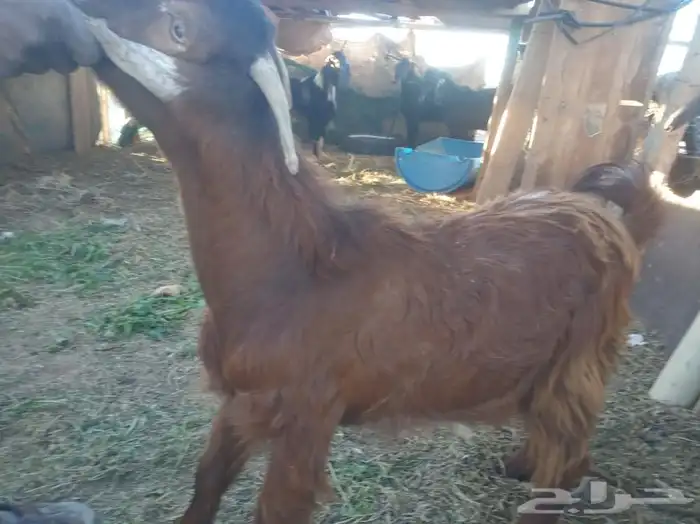 تيوس وطليان الخير 11