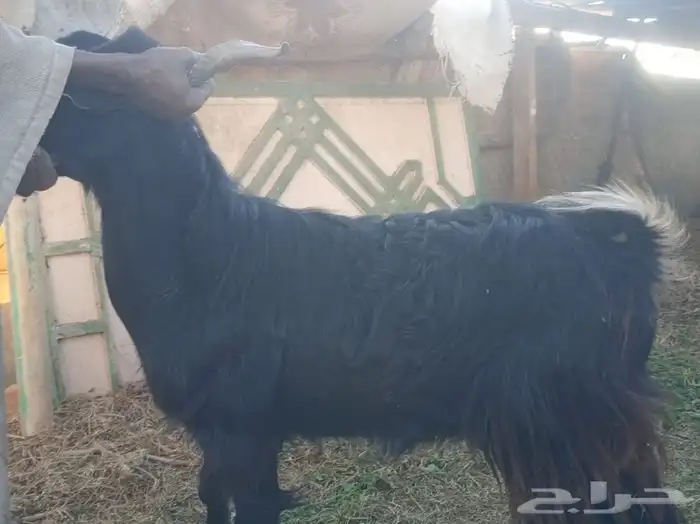 تيوس وطليان الخير 1