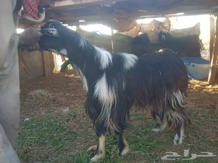 تيوس وطليان الخير 6