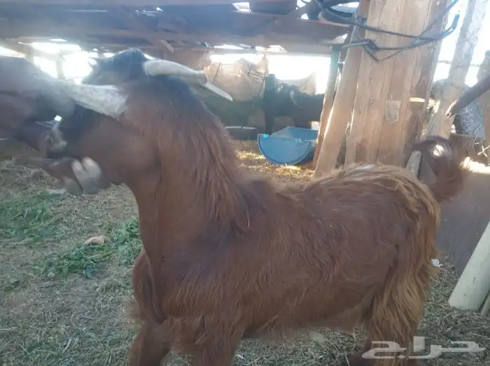 تيوس وطليان الخير 10