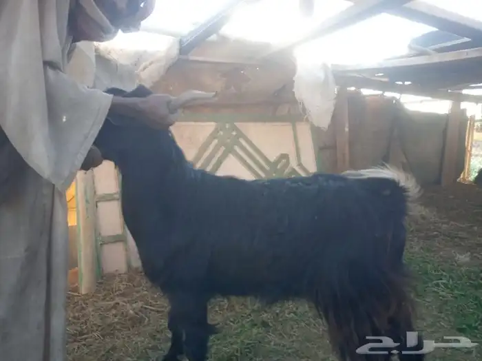 تيوس وطليان الخير 0