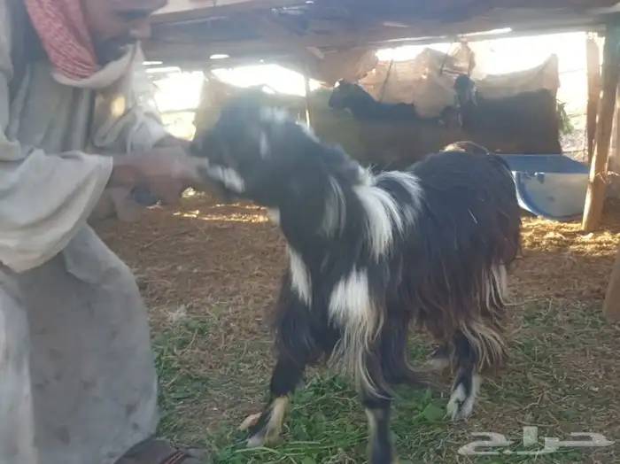 تيوس وطليان الخير 7