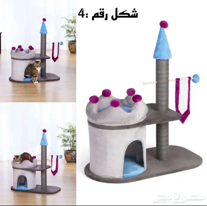 خداشات قطط للبيع 4