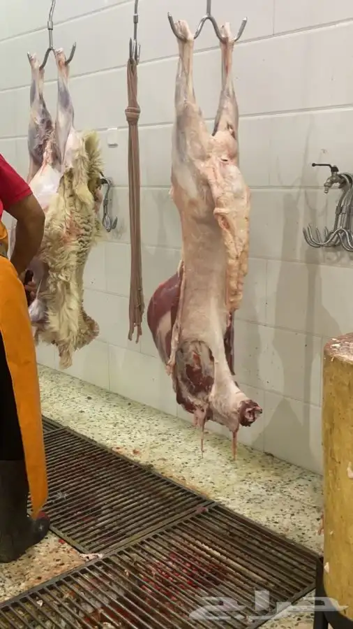 طليان حمريات للبيع طليان ثنيان مخاصي ثلاجات رمضان 3