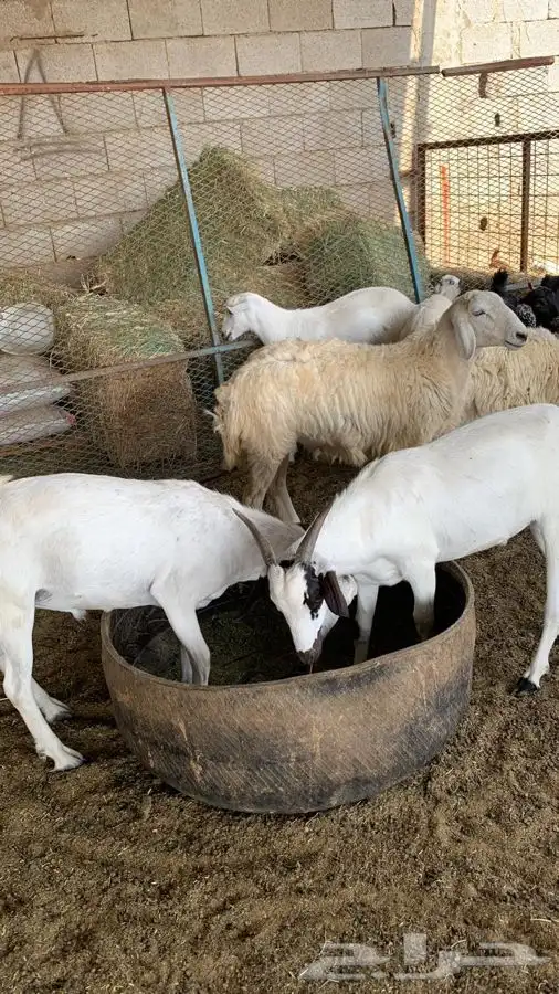 ذبيحتك لباب بيتك راجع التقييم 1