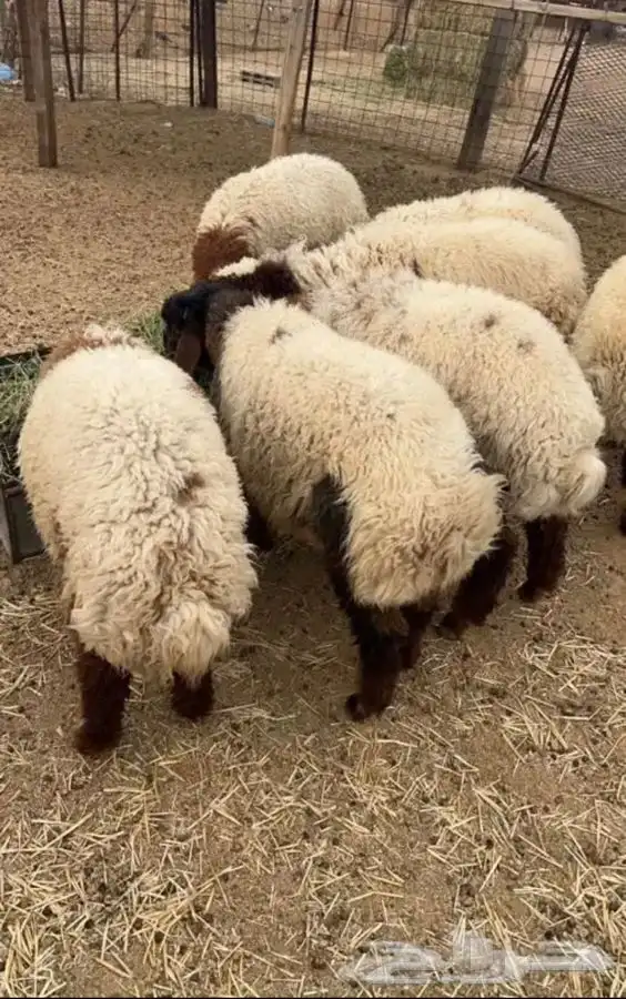 ذبايح لبيع 0