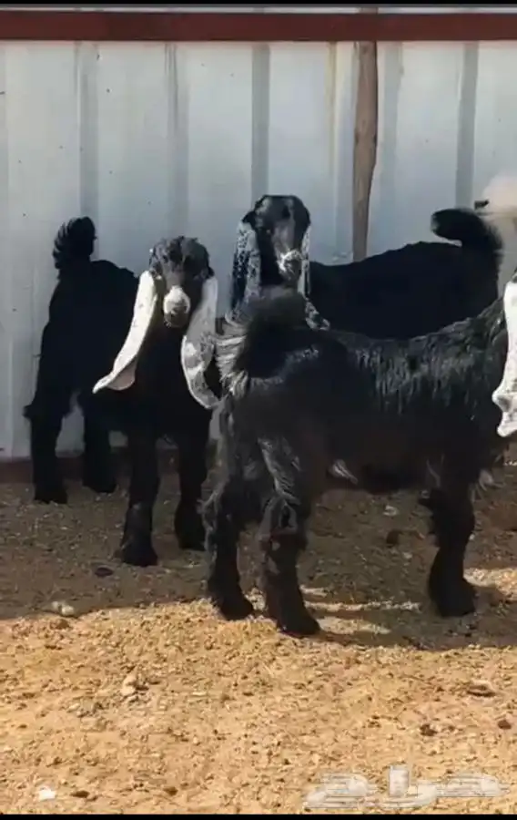 ذبايح لبيع 1