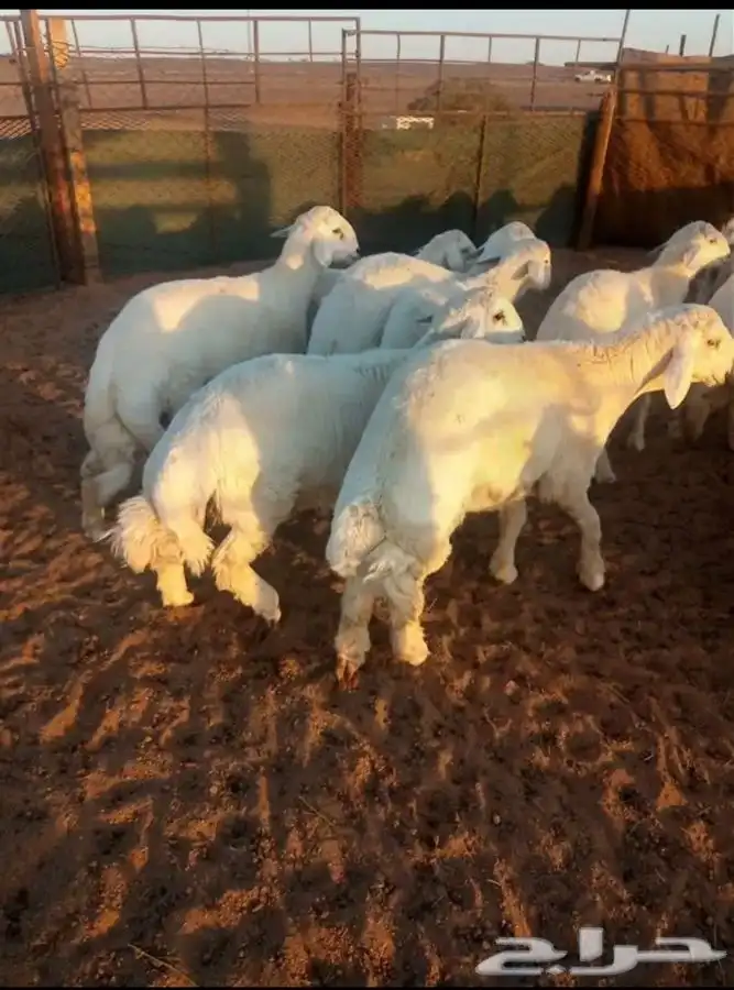 ذبايح لبيع 2