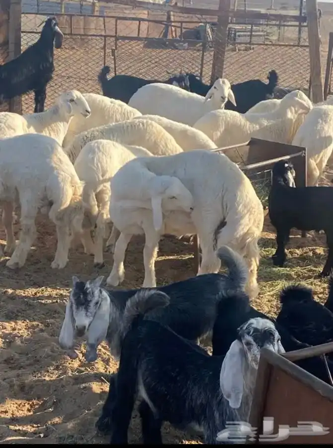 ذبايح لبيع 3