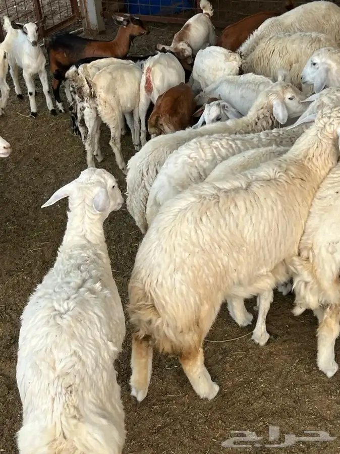 ذبيحتك لباب بيتك راجع التقييم 50