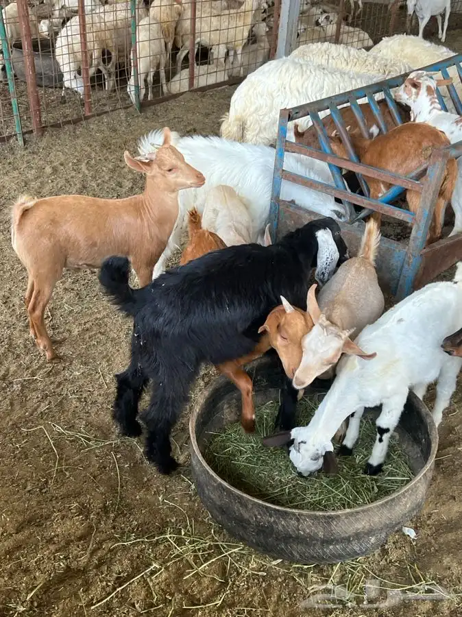 ذبيحتك لباب بيتك راجع التقييم 24