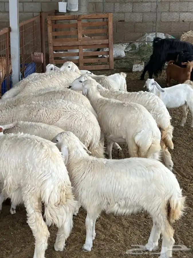 ذبيحتك لباب بيتك راجع التقييم 42