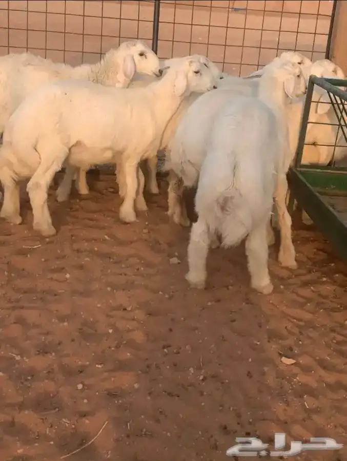 ذبايح لبيع 4