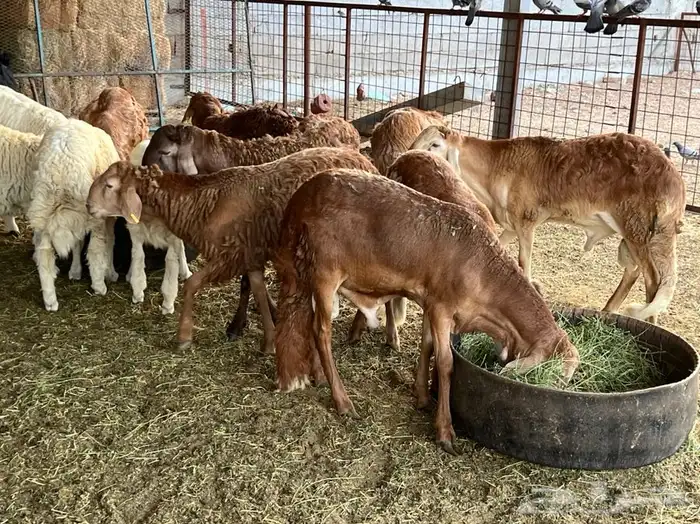 ذبيحتك لباب بيتك راجع التقييم 57