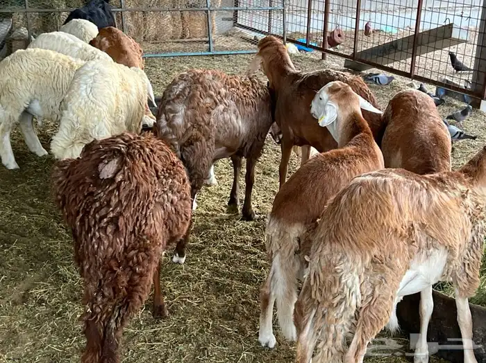 ذبيحتك لباب بيتك راجع التقييم 55