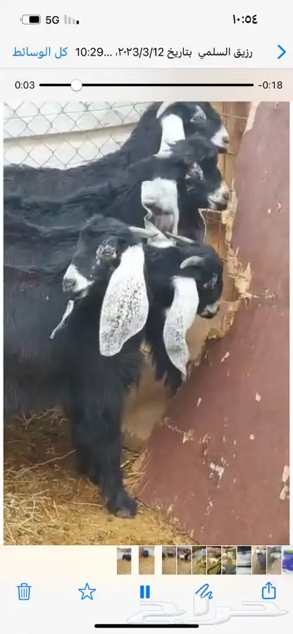 جفار وتيوس شحم وسط 1