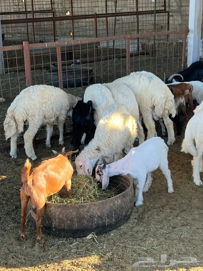 ذبيحتك لباب بيتك طليان حري وسواكني تربية وتيوس جنوبية 25