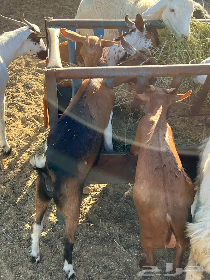 ذبيحتك لباب بيتك طليان حري وسواكني تربية وتيوس جنوبية 27