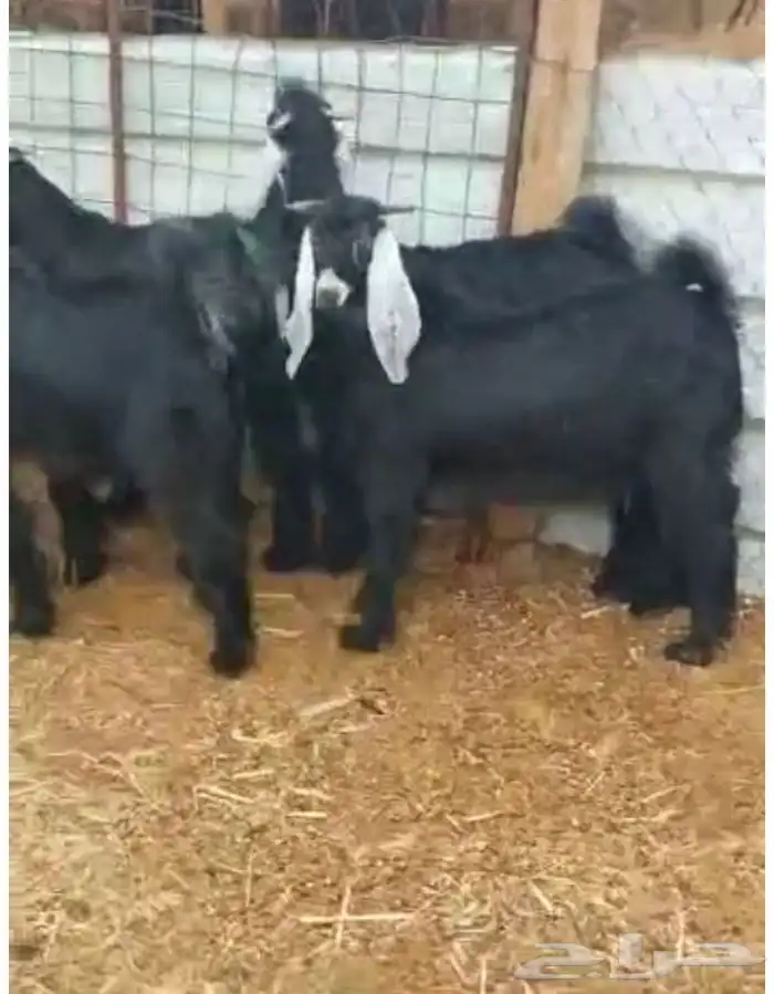 جفار وتيوس شحم وسط 2