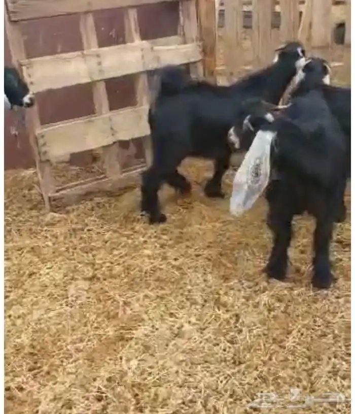 جفار وتيوس شحم وسط 3