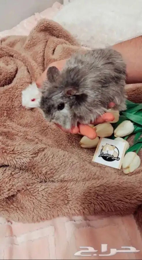 كابياء متوفر تمارا 1