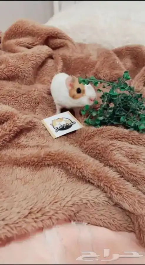 كابياء متوفر تمارا 6