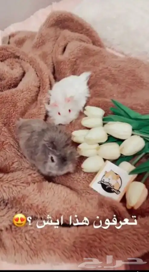 كابياء متوفر تمارا 4