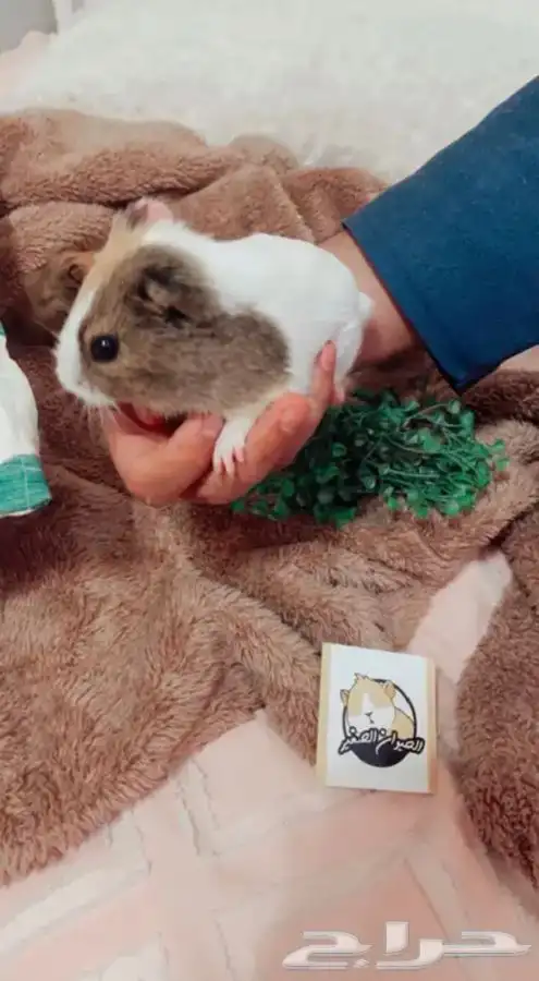 كابياء متوفر تمارا 0