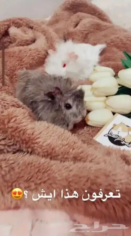 كابياء متوفر تمارا 2