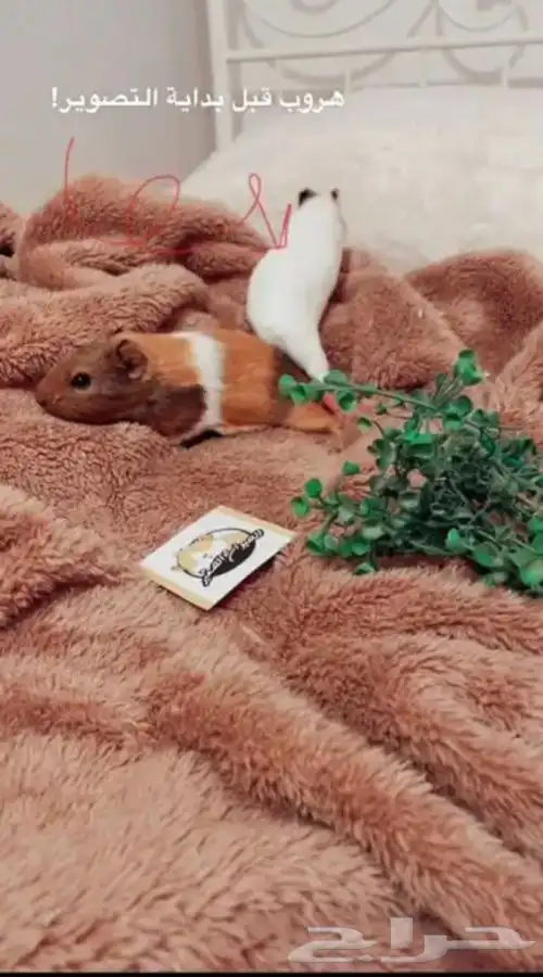 كابياء متوفر تمارا 5