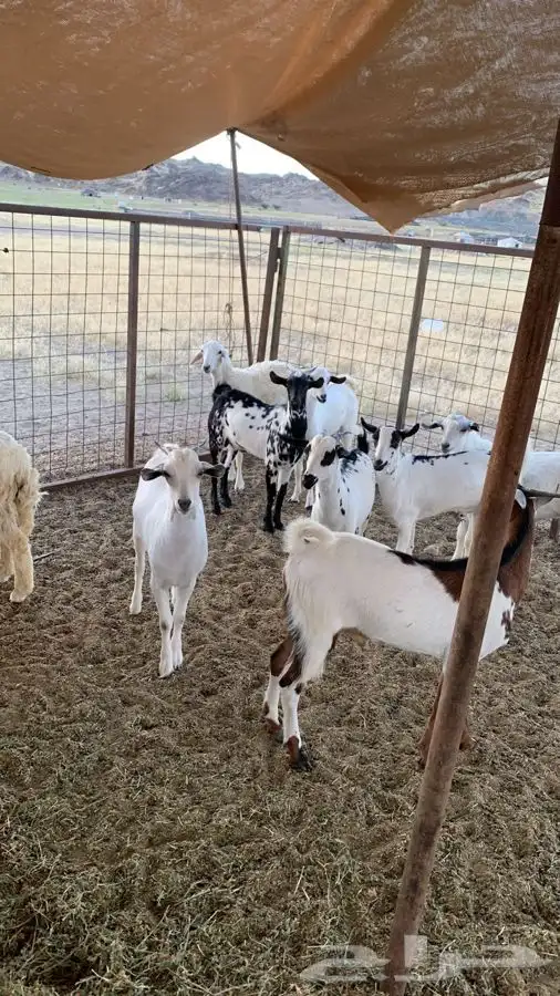 ذبيحتك مفصلة و موصلة لباب بيتك 30