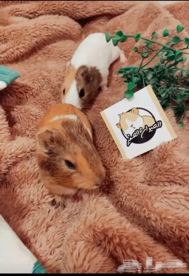 كابياء متوفر تمارا 3