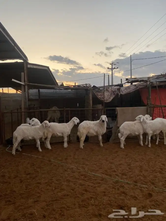 خرفان ورخال حريات 5