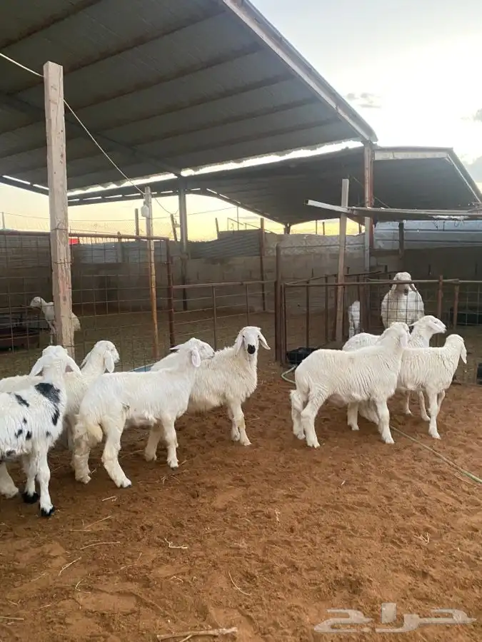 خرفان ورخال حريات 0