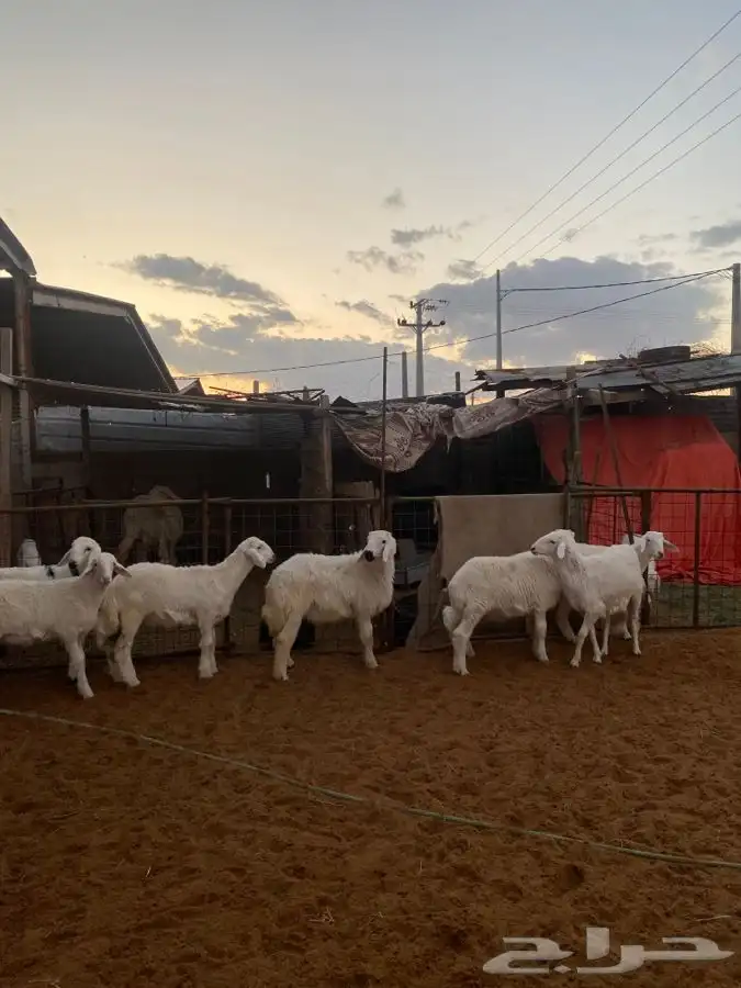 خرفان ورخال حريات 1