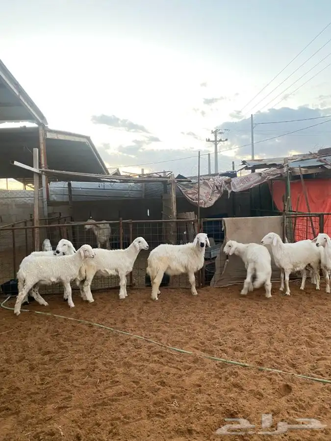 خرفان ورخال حريات 3