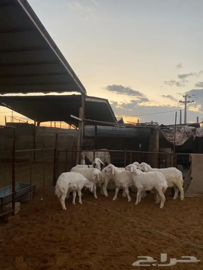 خرفان ورخال حريات 2