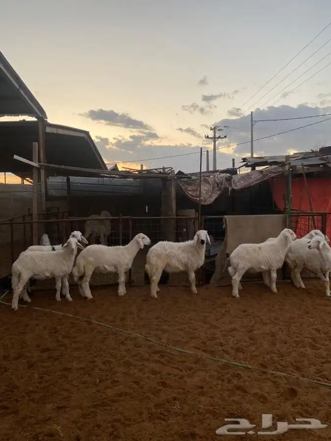 خرفان ورخال حريات 4