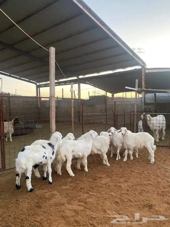 خرفان ورخال حريات 6