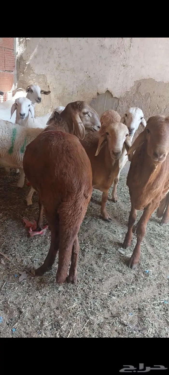 ذبائح غنم سواكني حري مفروم طبخ مع التوصيل 4