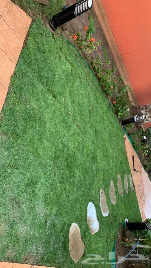 نجيله عشب طبيعي 4
