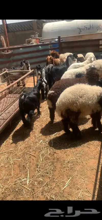 ذبايح حري نعيمي نجدي تيوس يوجد ذبح وتوصيل 5
