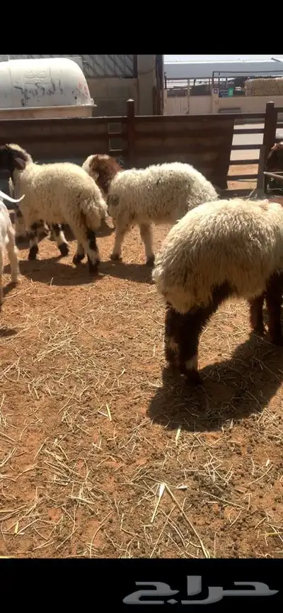 ذبايح حري نعيمي نجدي تيوس يوجد ذبح وتوصيل 3