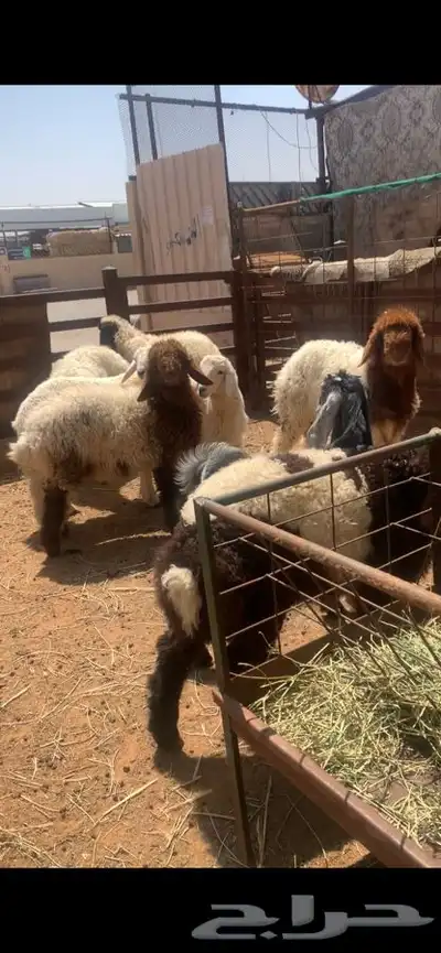 ذبايح حري نعيمي نجدي تيوس يوجد ذبح وتوصيل 7