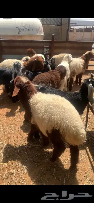 ذبايح حري نعيمي نجدي تيوس يوجد ذبح وتوصيل 6